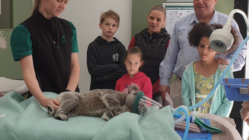 Simon Beams and family observe veterinarian care being undertaken on an injured koala.