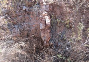 PLATE 5: Steep dipping lenticular mineralised quartz body hosted in sheared Forsayth Granite (Mountaineer Mine, Forsayth). Sample 231425; 62.5 g/t Au, 15.15 g/t Ag.